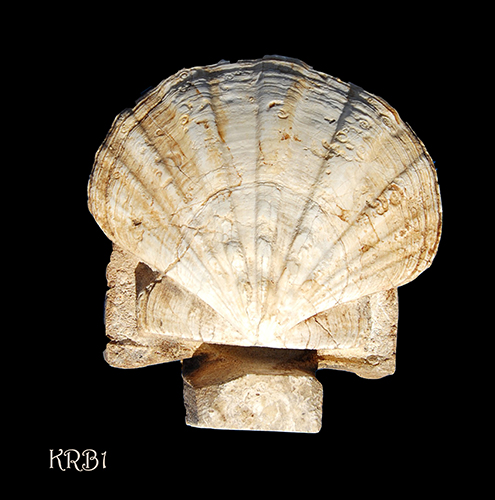 Saint Jacques de Compostelle